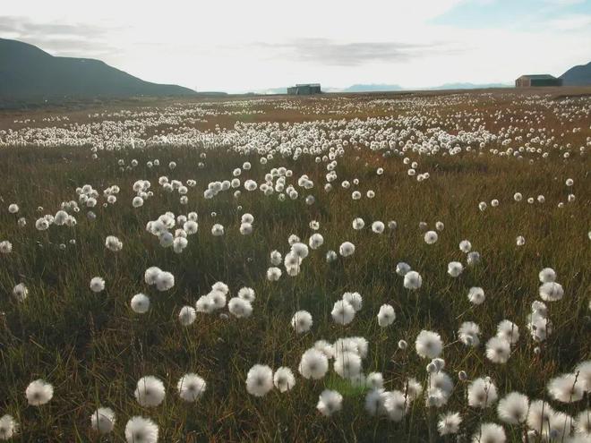 高考地理:植被特征考点全解析,气候地形等要素综合分析